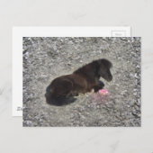 Hety Shetland Pony Mini Horse Animal Pets Postkarte (Vorne/Hinten)