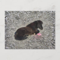 Hety Shetland Pony Mini Horse Animal Pets