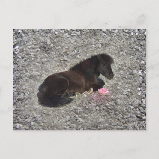 Hety Shetland Pony Mini Horse Animal Pets Postkarte (Vorderseite)
