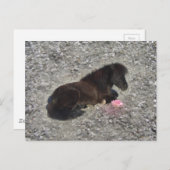 Hety Shetland Pony Mini Horse Animal Pets Postkarte (Vorne/Hinten)