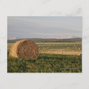 Heu-Ballen auf einem Gebiet mit Bergen am Postkarte