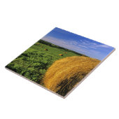 Heu-Ballen nähern sich Bottineau North Dakota Fliese (Seite)