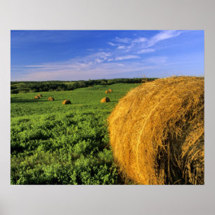 Heuballen in der Nähe von Bottineau North Dakota Poster