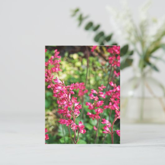 Heuchera in Rosa Postkarte (Stehend Vorderseite)
