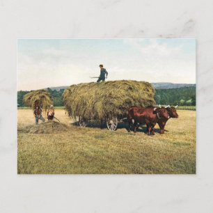 Heuernte in Neuengland - Vintage 1900 Postkarte
