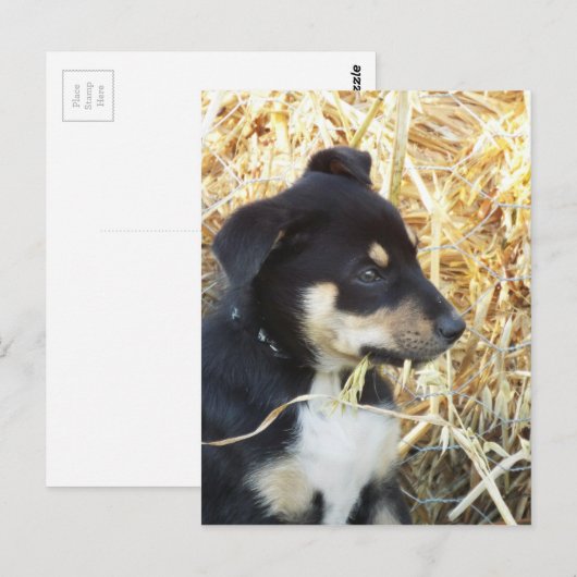 Heuhaufen Postkarte (Vorne/Hinten)