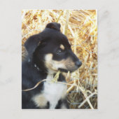 Heuhaufen Postkarte (Vorderseite)