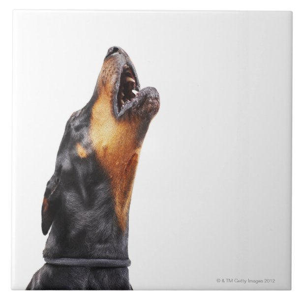 Hund Fliesen Zazzle.de