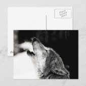 Heulender Wolf Postkarte (Vorne/Hinten)