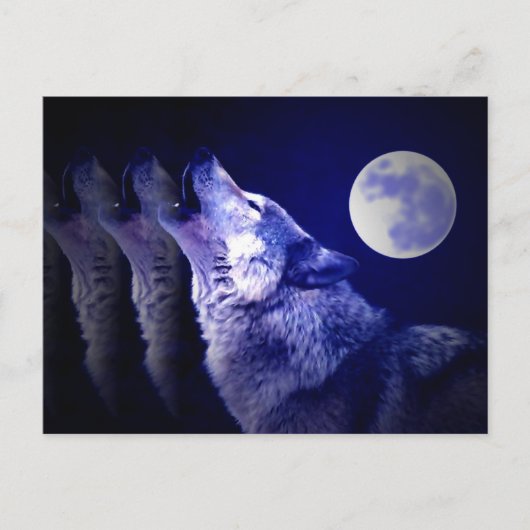 Heulender Wolf Postkarte (Vorderseite)