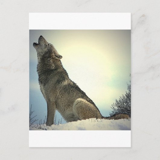 Heulender Wolf Postkarte (Vorderseite)