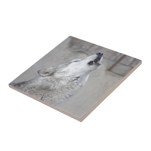 Heulengrauer Wolf Fliese (Seite)