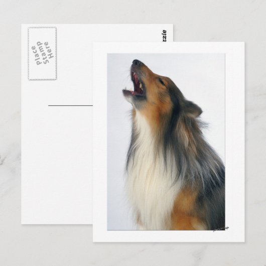 Heulenhund Postkarte (Vorne/Hinten)