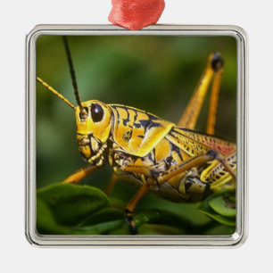Heuschrecke, Everglades National Park, Florida, Silbernes Ornament