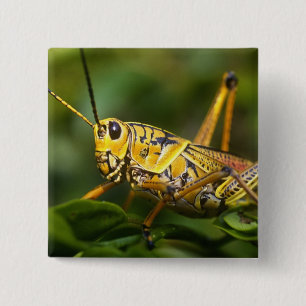 Heuschrecke, Everglades-Nationalpark, Florida, Button