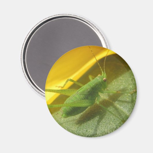 Heuschrecke Magnet (Vorderseite/Rückseite)