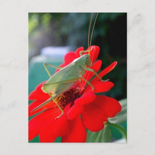 Heuschrecke Postkarte (Vorderseite)