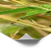 Heuschreckenplakat Poster (Ecke)