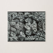 Hexacoralla 69 - Ernst Haeckel 8x10 Puzzle (Horizontal)