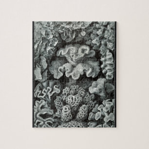 Hexacoralla 69 - Ernst Haeckel 8x10 Puzzle