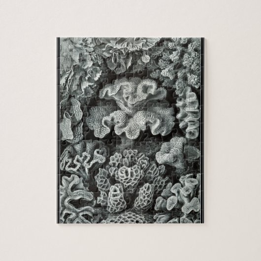 Hexacoralla 69 - Ernst Haeckel 8x10 Puzzle (Vertikal)