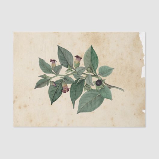 Hexe Ephemera Design Serie #11 Seidenpapier (Vorderseite)