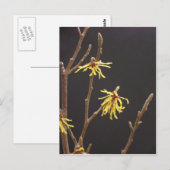 Hexe Hazel Blossom Postcard Postkarte (Vorne/Hinten)