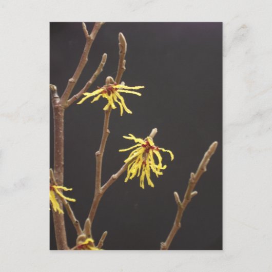 Hexe Hazel Blossom Postcard Postkarte (Vorderseite)
