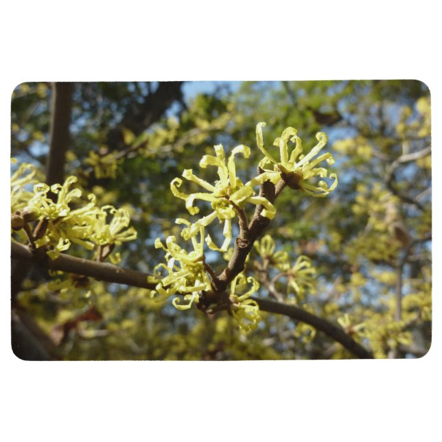 Hexenhazel-Blume Bodenmatte (Vorderseite)