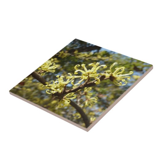 Hexenhazel-Blume Fliese (Seite)