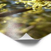 Hexenhazel-Blume Fotodruck (Ecke)