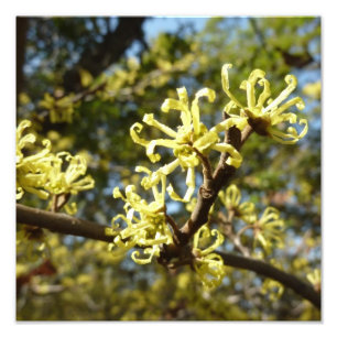 Hexenhazel-Blume Fotodruck