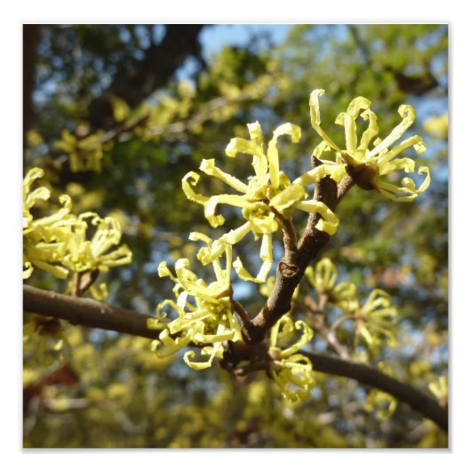Hexenhazel-Blume Fotodruck (Vorne)