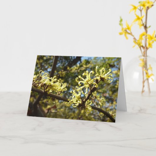 Hexenhazel-Blume Karte (Gelbe Blume)