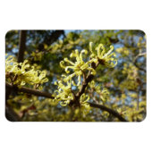 Hexenhazel-Blume Magnet (Horizontal)