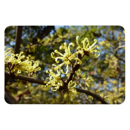 Hexenhazel-Blume Magnet (Horizontal)