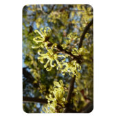Hexenhazel-Blume Magnet (Vertikal)
