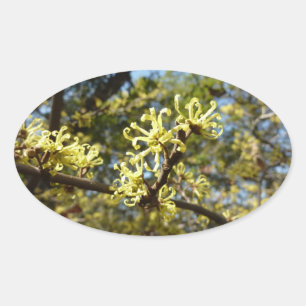 Hexenhazel-Blume Ovaler Aufkleber