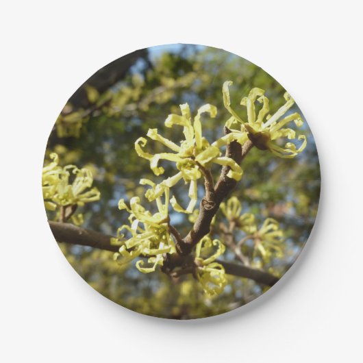 Hexenhazel-Blume Pappteller (Vorderseite)