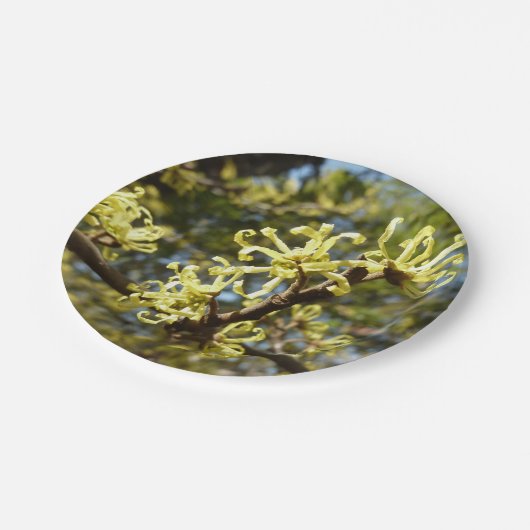 Hexenhazel-Blume Pappteller (Schrägansicht)