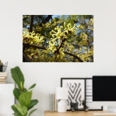 Hexenhazel-Blume Poster (Heimbüro)
