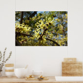 Hexenhazel-Blume Poster (Küche)