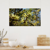 Hexenhazel-Blume Poster (Küche)