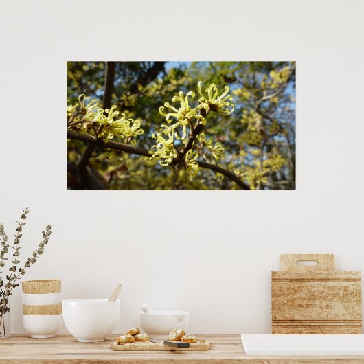 Hexenhazel-Blume Poster (Küche)