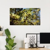 Hexenhazel-Blume Poster (Heimbüro)