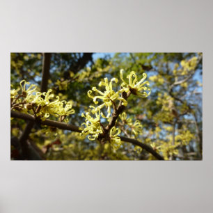 Hexenhazel-Blume Poster