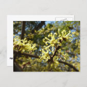 Hexenhazel-Blume Postkarte (Vorne/Hinten)