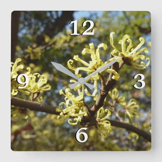 Hexenhazel-Blume Quadratische Wanduhr (Vorderseite)