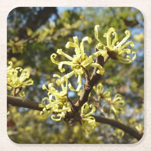 Hexenhazel-Blume Rechteckiger Pappuntersetzer (Vorderseite)