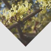 Hexenhazel-Blume Seidenpapier (Ausschnitt)